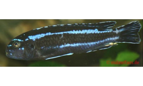 Melanochromis cyaneorhabdos